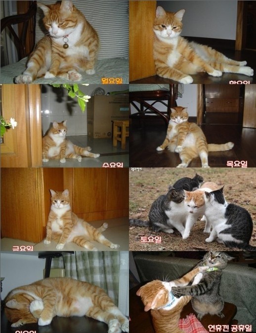 ▲ 솔로의 요일별 표정이 화제다. ⓒ 사진=온라인 커뮤니티