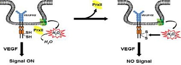 ▲ ▲VEGFR2 활성을 위해 Prx2의 방어 기전을 간략히 설명하는 그림.