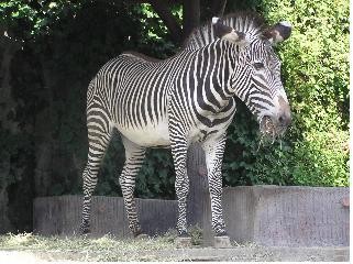 ▲ 그레비 얼룩말 젤러의 생전 모습ⓒ서울대공원 제공