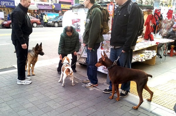 ▲ 이태원에서 마주친 견공(犬公)들ⓒ