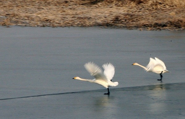 ▲ “고니야, 미안해. 어찌하여 제방 너머 습지 얼음판에서 쉬고 있는 너희들과 맞닥뜨리다니.” 여주군 강천면 굴암리에서 운 좋게 고니의 날아오르는 모습을 찍을 수 있었다.   ⓒ 이오봉 기자