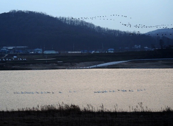 ▲ “오리야. 내가 먼저 왔다.” 여주 양촌리 남한강에 먼저 날아  온 고니들과 막 날아오는 오리들.   ⓒ 이오봉 기자