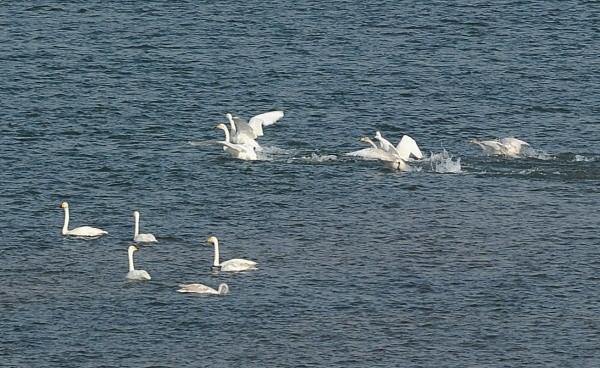 ▲ 우아한 자태와 날아오르는 고니의 아름다운 모습을 충주 탄금대에서 하남시 팔당 한강 자연생태공원까지 이어지는  남한강 자전거 길에서 자주 볼 수 있다.    ⓒ 이오봉 기자