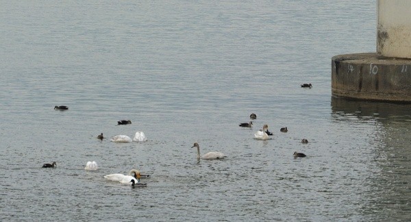 ▲ 양평 양근대교 밑 얕은 강물에 머리를 처박고 먹이를 찾고 있는 고니들.   ⓒ 이오봉 기자