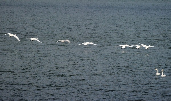 ▲ 한겨울 오리 떼들과 어울려 멀리 강물 위에 떠 있는 하얀 새가 고니다. 흔히 백조라고 부른다. 4대강사업으로 새로 조성된 남한강변 여러 수변생태공원의 새로운 볼거리가 될 것이다.    ⓒ 이오봉 기자