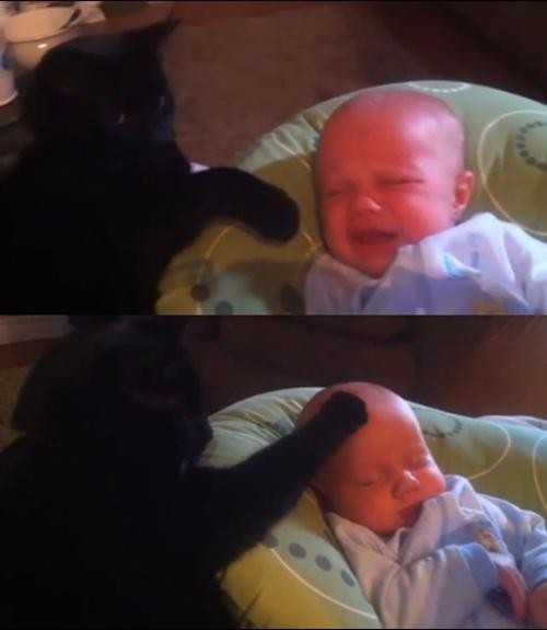 ▲ 아기를 재우는 고양이가 등장했다. ⓒ 유투브 동영상 캡쳐