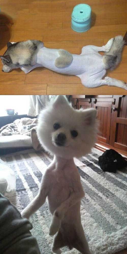 ▲ 강아지 미용의 나쁜예를 보여주고 있다.ⓒ 온라인커뮤니티