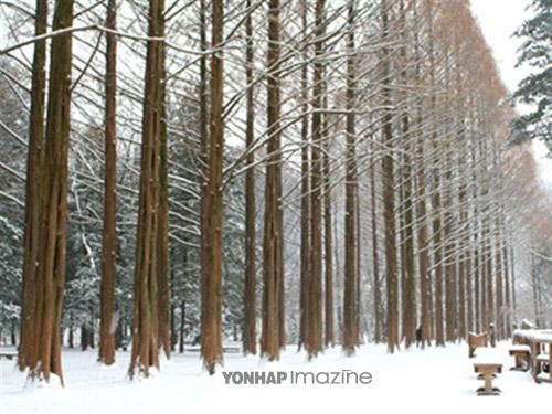 ▲ 겨울철에도 하루 평균 2천명 이상의 외국 관광객이 남이섬을 찾는다ⓒ