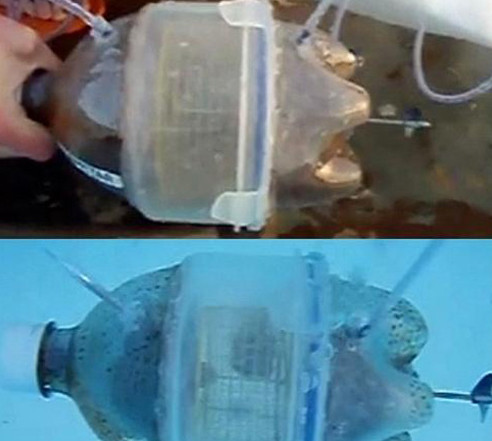 ▲ 햄스터 잠수함이 등장해 화제다. ⓒ 유투브 동영상 캡쳐