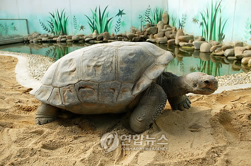 ▲ '사람 안부럽네'…서울동물원 장수동물 특별대우  (서울=연합뉴스) 서울동물원은 최근 나이가 많아 특별대우가 필요한 노령동물 6종 7마리를 선정해 맞춤형 관리대책을 마련했다고 22일 밝혔다. 사진은 100년 이상을 산 것으로 추정되는 갈라파고스 거북 중 한 종류의 모습. 2010.3.22 << 서울동물원 >>ⓒ