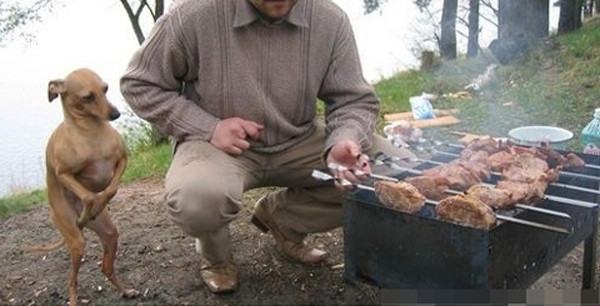 ▲ 배고픈 비굴한 강아지의 모습이 네티즌들 사이에서 화제다. ⓒ 온라인 커뮤니티
