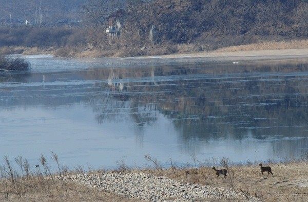 ▲ 한강 이포보 양촌저류지 자전거 길에서는 강변에서 뛰 노는 고라니 가족을 만 날 수 있다.   ⓒ 이오봉 기자