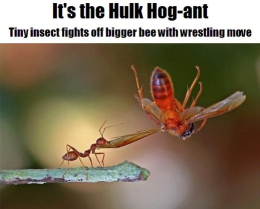 ▲ 일명 '헐크 개미'가 포착돼 화제다. ⓒ 영국 더선 홈페이지