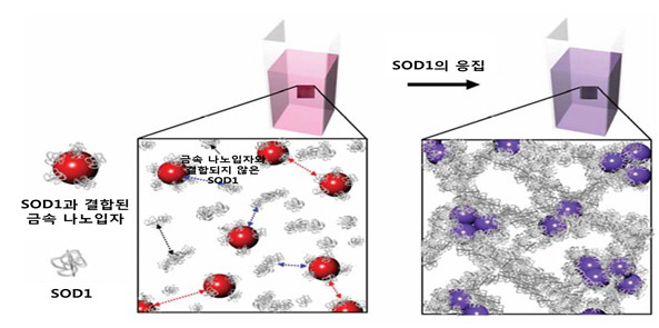 ▲ SOD1 응집체의 구조 변화에 따른 나노입자 용액의 색상 변화ⓒ 교과부 제공