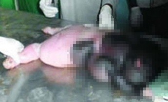 ▲ 사람을 닮은 양이 태어나 화제가 되고 있다. ⓒ 더 선