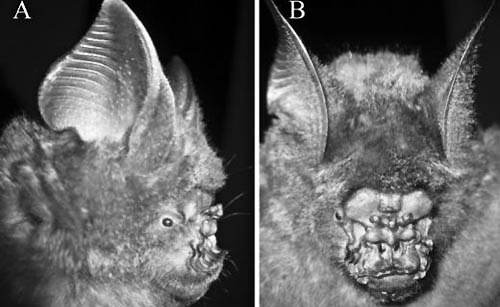 ▲ 코 부위가 부엉이의 얼굴을 닮은 기괴한 형상의 괴물 박쥐가 발견됐다. ⓒ 미국포유동물학회