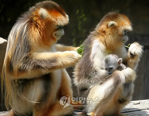 ▲ 새끼 태어난 황금원숭이 가족(용인=연합뉴스) 20일 오전 경기도 용인 에버랜드에서 공개된 세계적 희귀종 황금원숭이 새끼. 지난 4월1일 태어난 새끼 황금원숭이는 중국에만 서식하는 희귀종으로 어미 '손소운(2001년생)'과 아비 '손오공(1998년생)' 사이에서 건강하게 태어났다.ⓒ