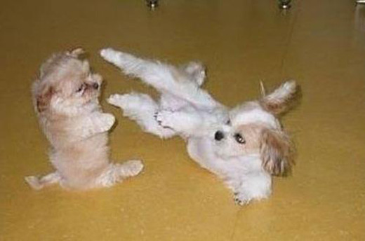 ▲ ‘왼쪽 강아지 조심해’ 게시물이 화제다. ⓒ 온라인 커뮤니티