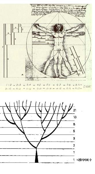 ▲ 수학적으로 보면 자연계는 크게 '황금비'(인체)와 '피보나치수열'로 이루어져 있다. 일례로 나무의 모양은 각양각색이지만 나뭇가지 수를 자세히 살펴보면 피보나치수열을 이루어져 있다. 해바라기 씨의 구조, 암모나이트의 나선형 구조, 파인애플 모양 등도 피보나치수열을 이루고 있다. ⓒ