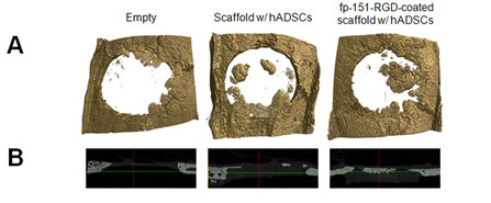쥐 두개골을 이용한 동물실험 결과, ‘재조합 홍합접착단백질(fp-151-RGD)’로 코팅된 3차원 지지체가 다른 실험군에 비해 월등한 뼈 조직 재생효과를 나타냈다.ⓒ