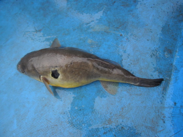 ▲ 한강 잠실수중보 근처에서 확인된 황복.ⓒ