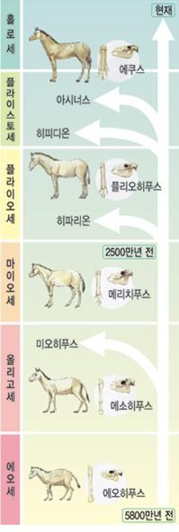 ▲ 한 과학교과서에 실린 말의 진화 과정.ⓒ