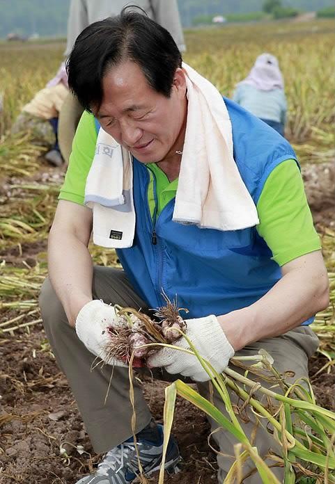 ▲ 대선출마를 선언한 새누리당 정몽준 전 대표가 18일 경북 의성을 방문, 마늘수확을 하고 있다. ⓒ 연합뉴스