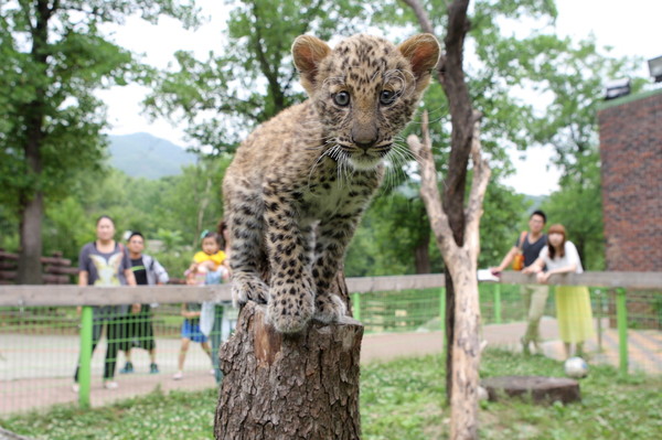 ▲ 올해 3월 태어난 국제 멸종위기종 1급 희귀동물인 아기 표범.ⓒ