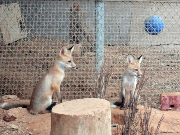 ▲ 서울동물원이 종 복원을 위해 특별번식장에서 돌보고 있는 토종여우.ⓒ