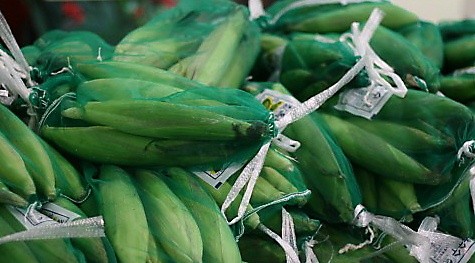 ▲ ⓒ수입되고 있는 옥수수.