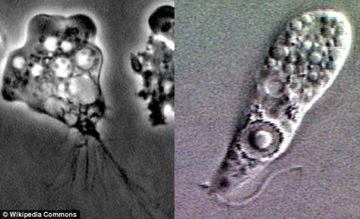 ▲ 사람의 뇌에 침투하는 기생충 ‘네글레리아 파울러리’