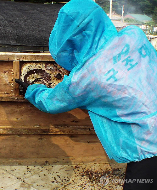 ▲ 119구조대원들이 벌집을 제거하는 모습.ⓒ 사진 연합뉴스