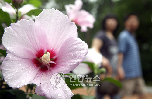 ▲ 나라꽃, 백단심 무궁화.ⓒ 사진 연합뉴스