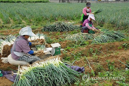 ▲ 태풍 '산바'의 북상에 대비해 14일 강원 강릉시 내곡동에서 농민들이 파 수확을 서두르고 있다.ⓒ 연합뉴스