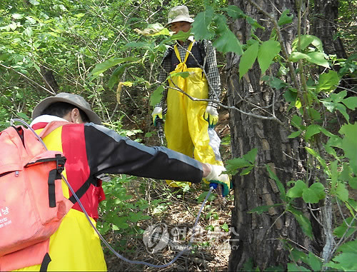 ▲ 산림청이 솔잎혹파리 피해지역을 중심으로 대대적인 방제작업을 벌이는 모습 ⓒ연합뉴스