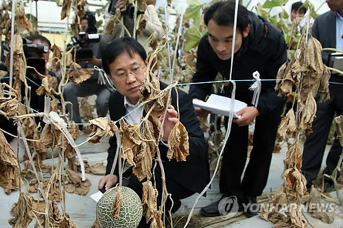 ▲ 5일 경북 구미시 산동면 봉산리의 한 멜론 밭에서 정부 재난합동조사단이 멜론의 생육 상태를 살펴보고 있다. ⓒ 연합뉴스