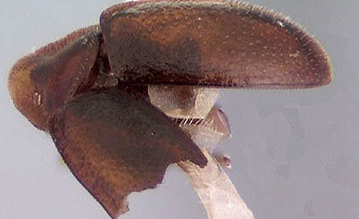 ▲ 몬태나 주립대학교