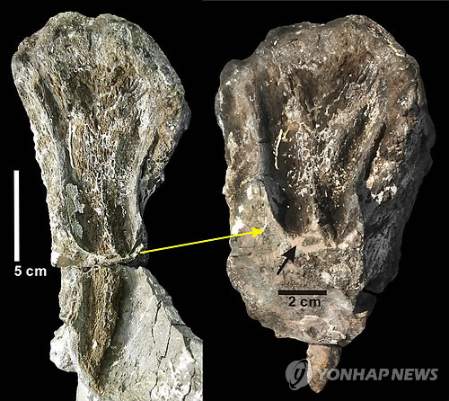 ▲ 경남 하동의 중생대 백악기 초기 후반부 지층에서 나온 초식공룡 '부경고사우루스'의 꼬리뼈에 선명하게 남겨진 세계 최대 육식공룡 이빨 자국(왼쪽).ⓒ 연합뉴스(자료사진)