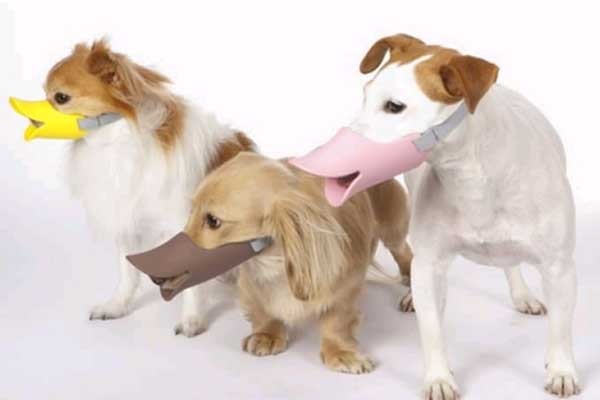 ▲ 강아지 입마개 선전광고 사진 캡쳐.