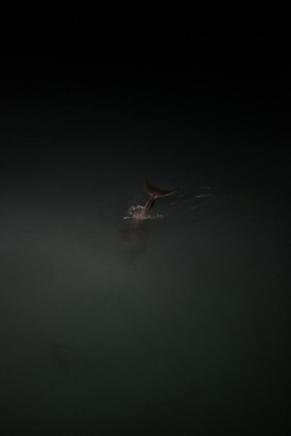 ▲ '르 루프(Le Roof)'에선 식사 도중 나타나는 돌고래를 볼 수 있도록 식당 한가운데 바다를 볼 수 있도록 해놓았다.