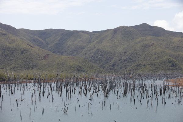 ▲ 블루리버 파크로 가는 길엔 유칼립투스의 일종인 니아울리 나무가 물속에서 꿋꿋이 서있는 모습을 볼 수 있다. 니아울리 나뭇잎으로 만든 아로마테라피 에센스는 머리를 맑게 해주고 천식을 없애주는 뉴칼레도니아의 국민 ‘만병통치약’이다.