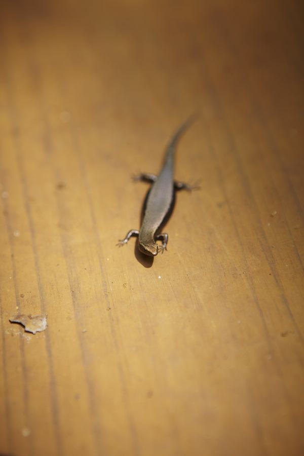 ▲ 남반구의 옛대륙에서만 발견되는 금빛 미니 도마뱀. 블루리버 파크는 고생대가 보존된 숲의 '갈라파고스'로 전세계 다큐멘터리 촬영팀을 끌어들이고 있다.