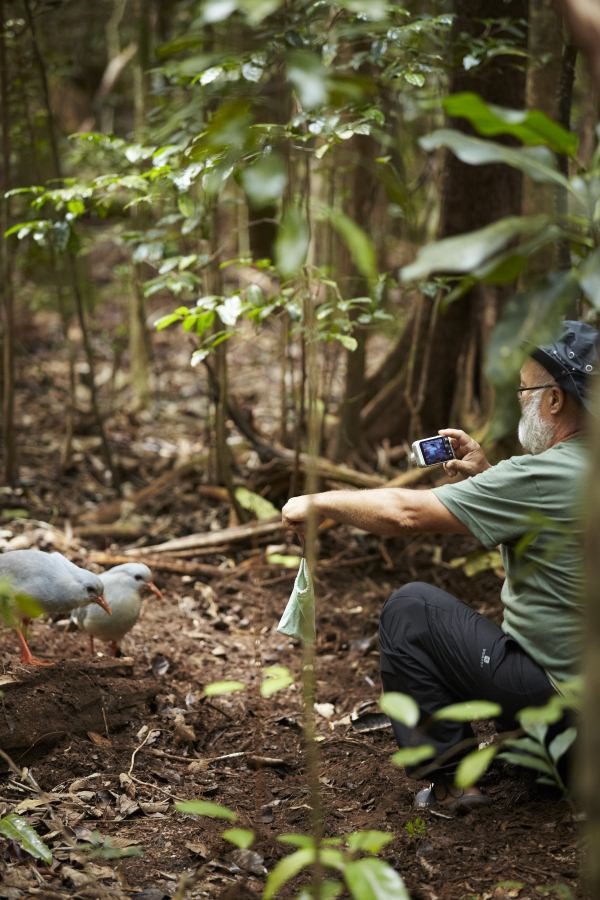 ▲ 뉴칼레도니아의 상징인 카구(Cagou)새. 날지 못하고 호기심이 많아 사람을 좋아하는 이곳에만 사는 희귀종이다.