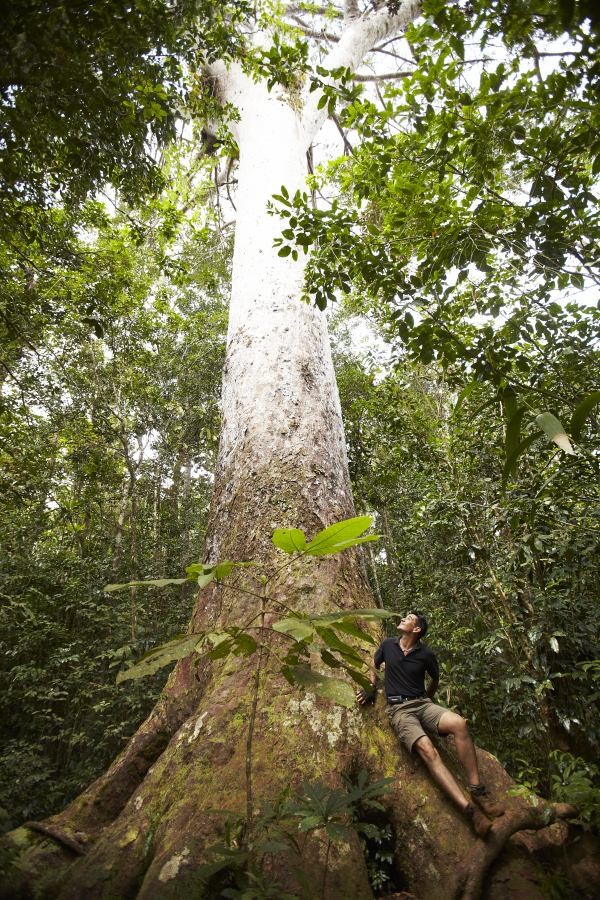 ▲ 멜라네시아에만 사는 침엽수의 일종인 카오리 나무는 높이 1628m짜리도 있다고 한다.