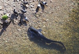 ▲ ⓒ공개된 논문 중.