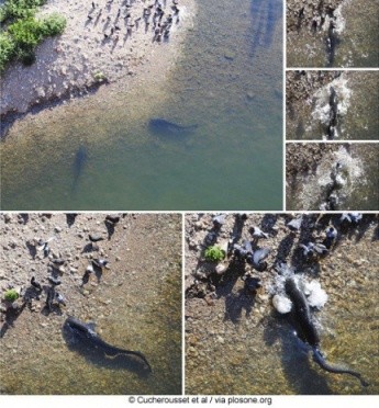 ▲ ⓒ공개된 논문 중.