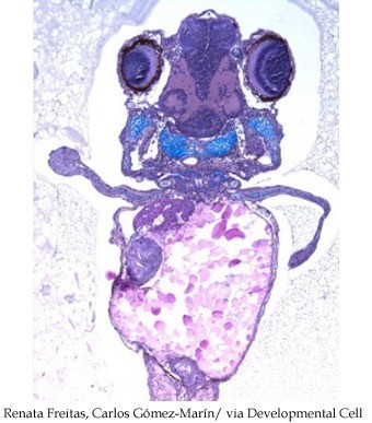 ▲ ⓒ파블로 데 올라비데 대학 유전자 연구소 논문 중.