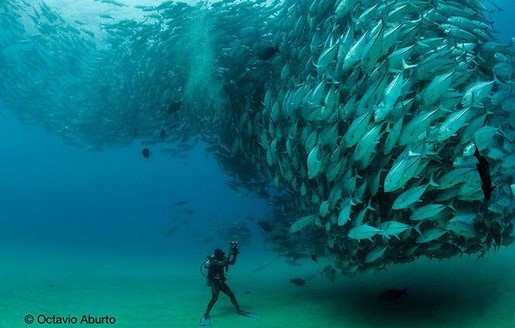 ▲ ⓒ미션블루 공개자료 중.