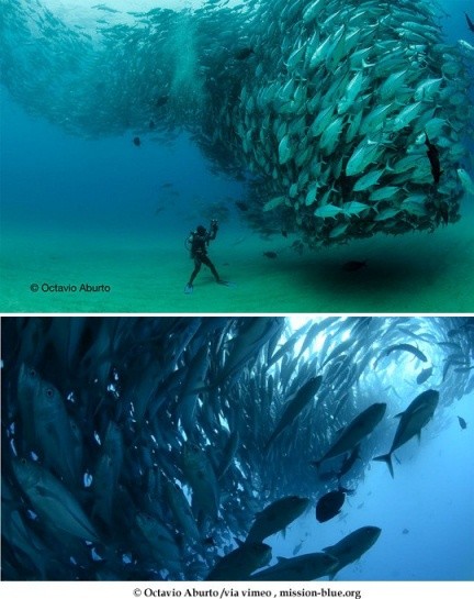 ▲ ⓒ미션블루 공개자료 중.