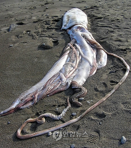 ▲ ⓒ지난해 7월 울산에서 잡힌 몸길이 7.3m에 무게 70kg인 대왕오징어.